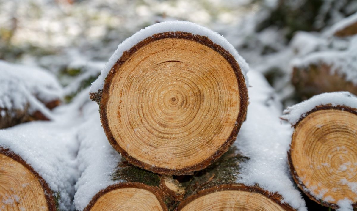 Quelle formation suivre pour exercer dans la filière forêt-bois ?