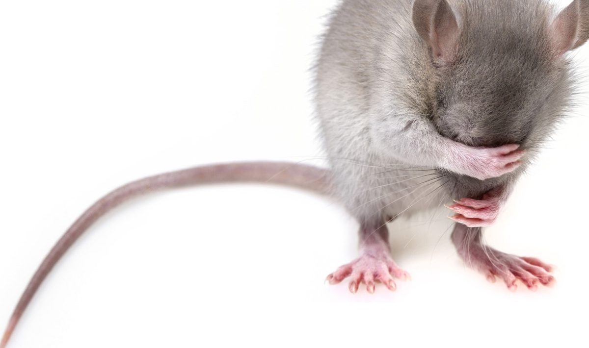 Comment se débarrasser des rats chez soi à Boulogne-Billancourt ?